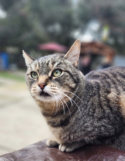 Chip, an adoptable Domestic Short Hair in El Dorado Hills, CA, 95762 | Photo Image 3