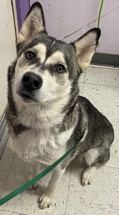 Valkyrie, an adoptable Siberian Husky, Mixed Breed in Moses Lake, WA, 98837 | Photo Image 1