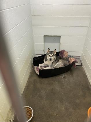 Valkyrie, an adoptable Siberian Husky, Mixed Breed in Moses Lake, WA, 98837 | Photo Image 2