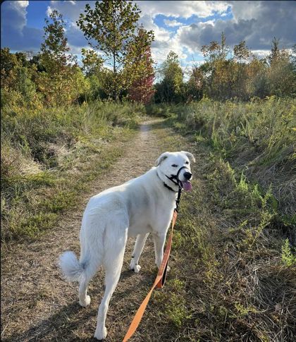 Zumi, an adoptable Great Pyrenees, Labrador Retriever in Batavia, OH, 45103 | Photo Image 1