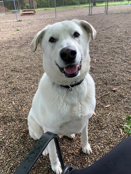 Zumi, an adoptable Great Pyrenees, Labrador Retriever in Batavia, OH, 45103 | Photo Image 2