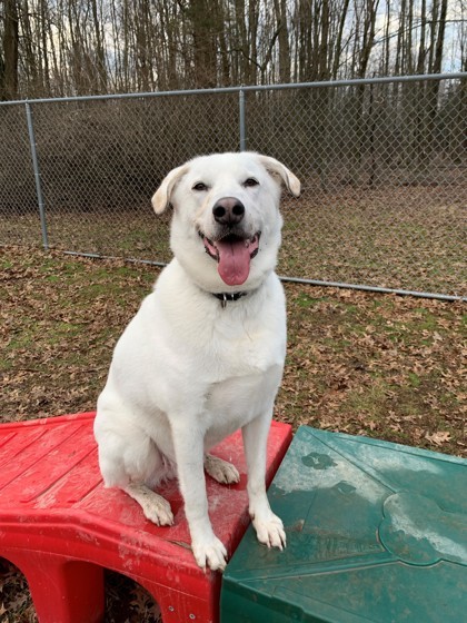 Zumi, an adoptable Great Pyrenees, Labrador Retriever in Batavia, OH, 45103 | Photo Image 3