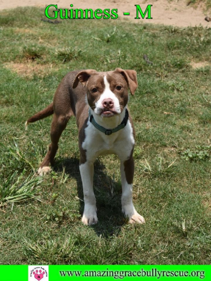 Boston terrier bulldog store mix