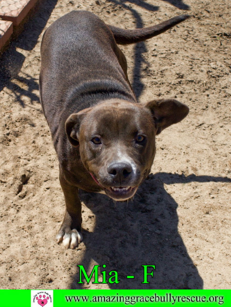 Mia, an adoptable Labrador Retriever in Pensacola, FL, 32526 | Photo Image 1