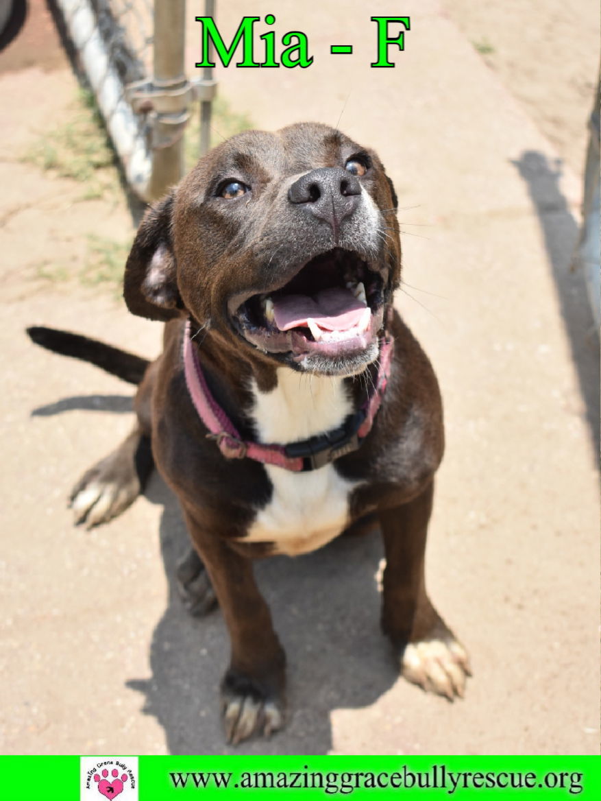 Mia, an adoptable Labrador Retriever in Pensacola, FL, 32526 | Photo Image 2