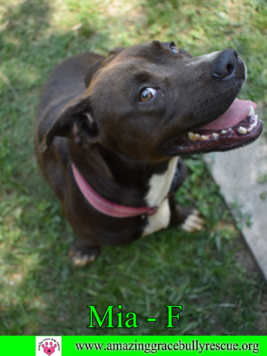 Mia, an adoptable Labrador Retriever in Pensacola, FL, 32526 | Photo Image 3