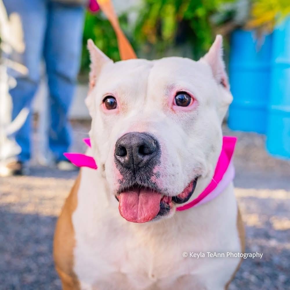 Eleanor Pitsby, an adoptable Pit Bull Terrier in Savannah, GA, 31406 | Photo Image 1