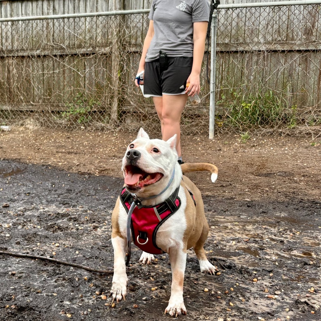 Eleanor Pitsby, an adoptable Pit Bull Terrier in Savannah, GA, 31406 | Photo Image 2