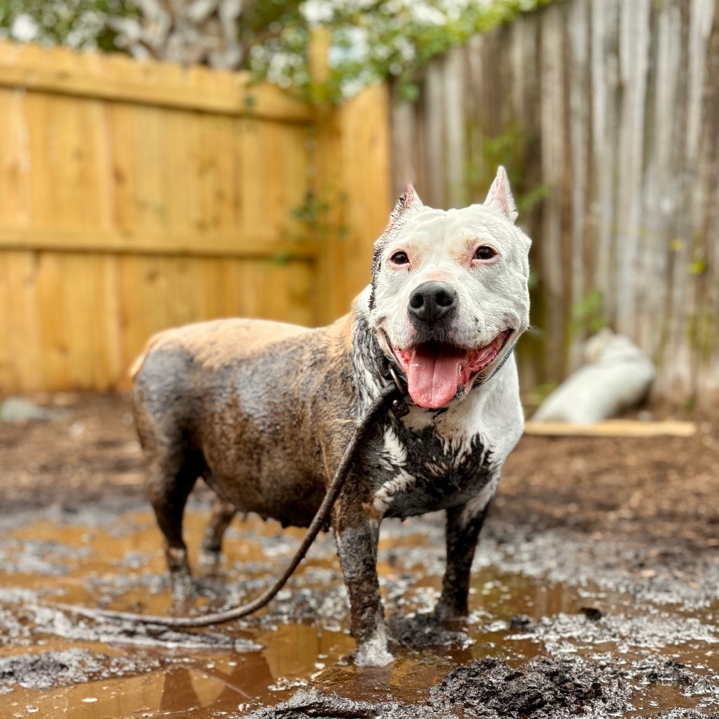 Eleanor Pitsby, an adoptable Pit Bull Terrier in Savannah, GA, 31406 | Photo Image 3