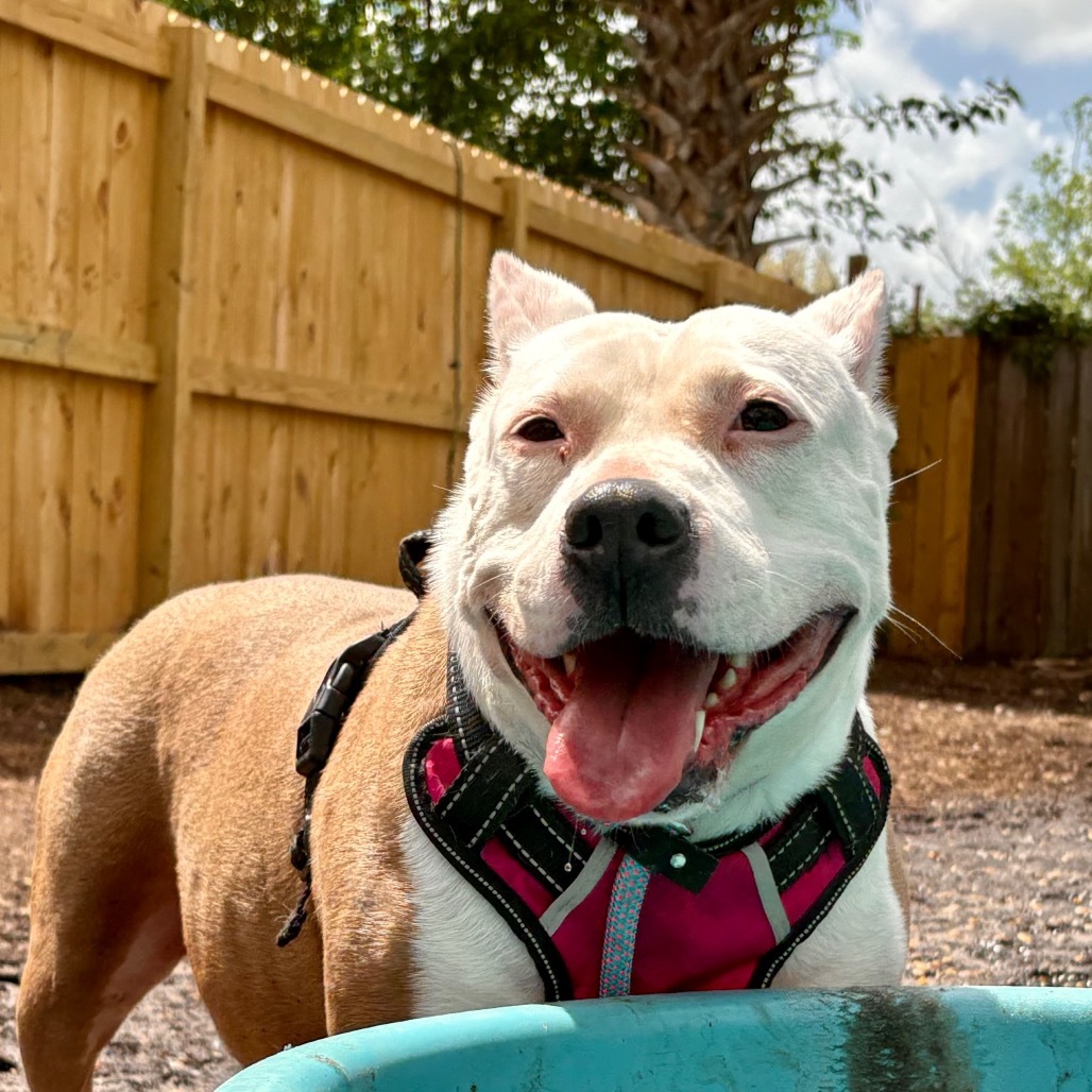Eleanor Pitsby, an adoptable Pit Bull Terrier in Savannah, GA, 31406 | Photo Image 4