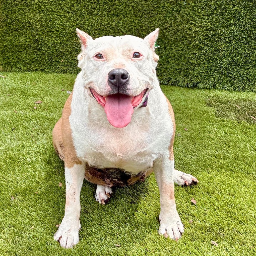 Eleanor Pitsby, an adoptable Pit Bull Terrier in Savannah, GA, 31406 | Photo Image 5