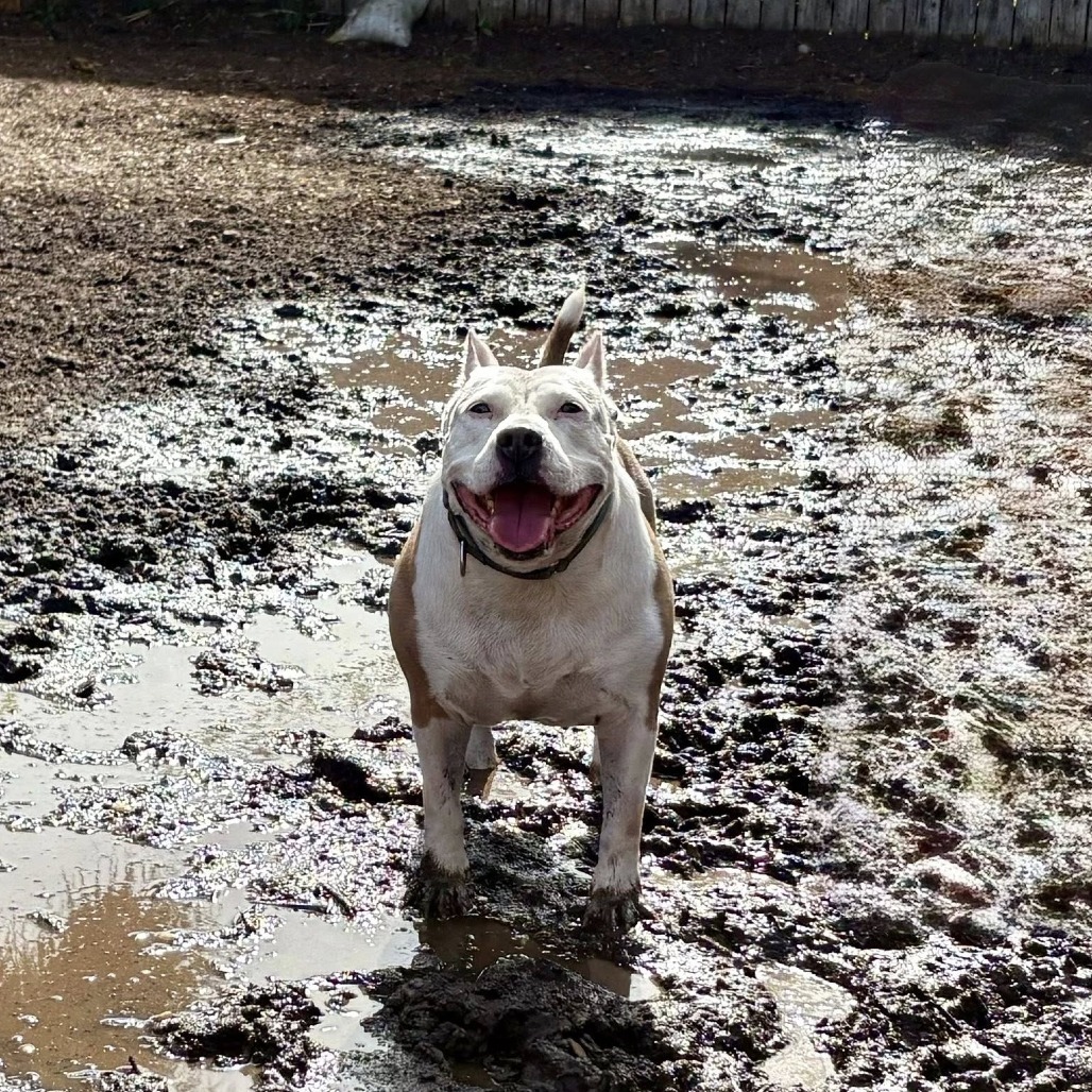 Eleanor Pitsby, an adoptable Pit Bull Terrier in Savannah, GA, 31406 | Photo Image 6
