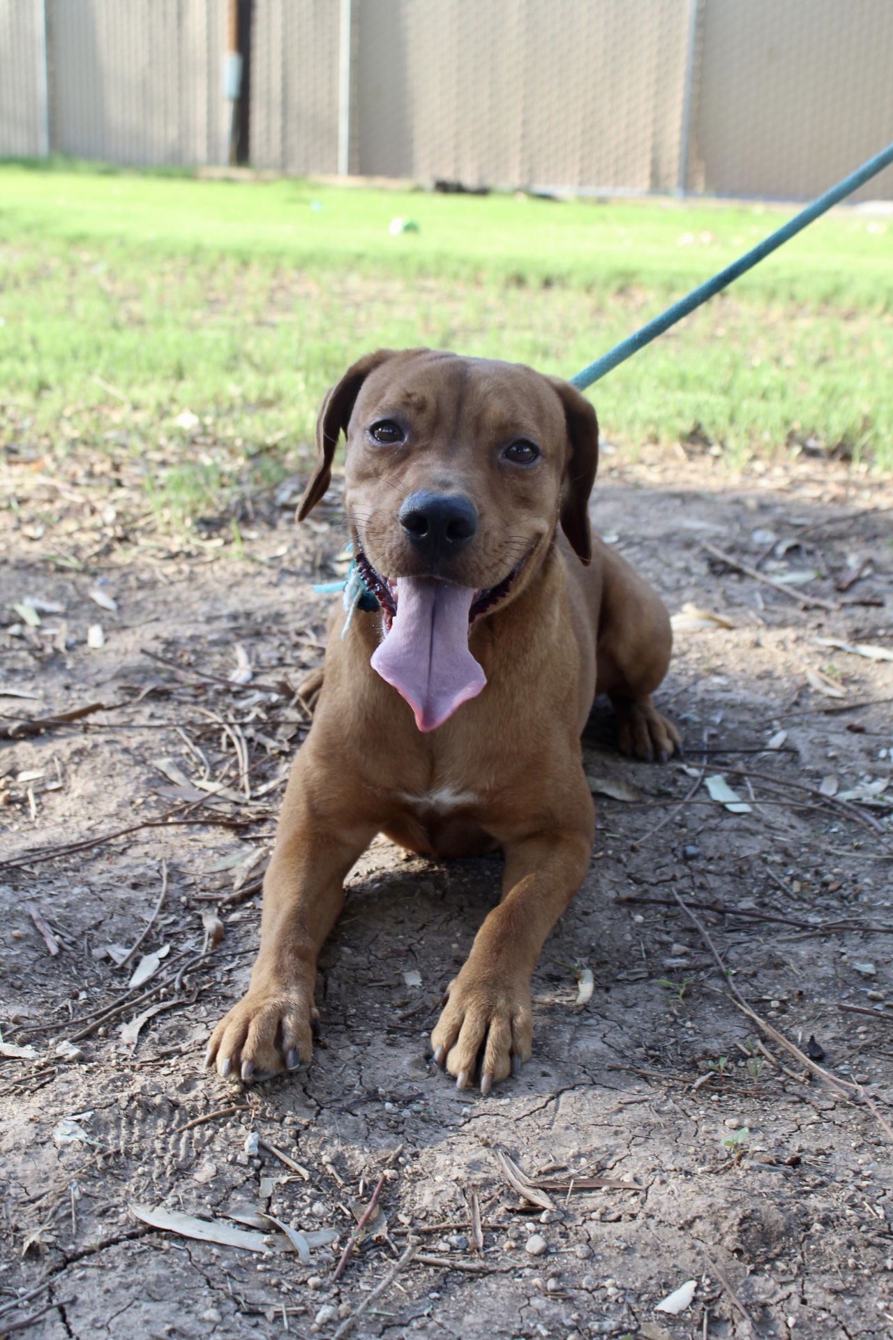 Tootsie, an adoptable Pit Bull Terrier in El Centro, CA, 92243 | Photo Image 1