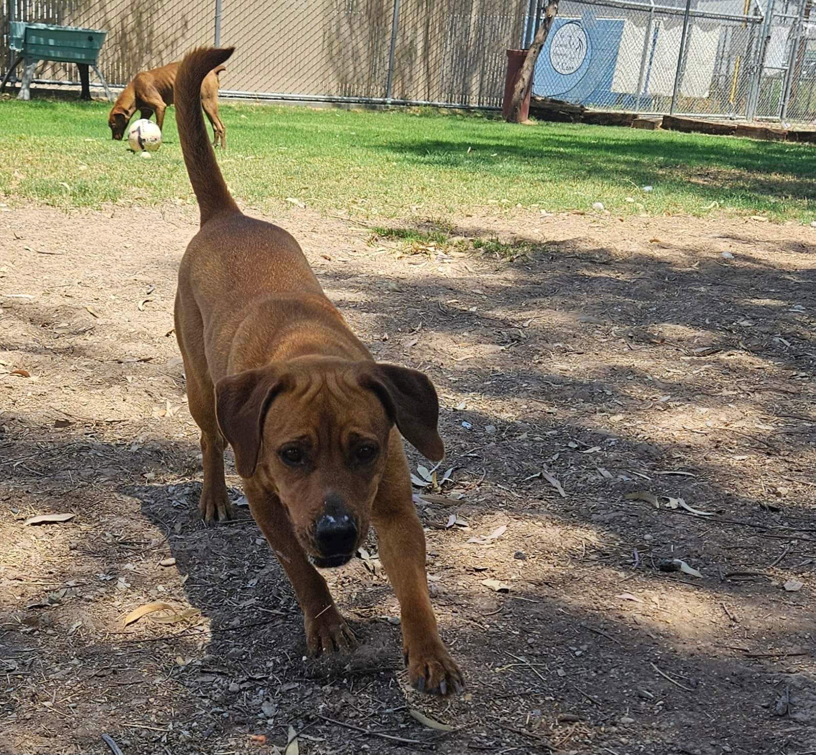 Tootsie, an adoptable Pit Bull Terrier in El Centro, CA, 92243 | Photo Image 2