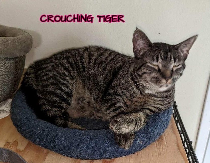Crouching Tiger & Boop - Bonded Pair