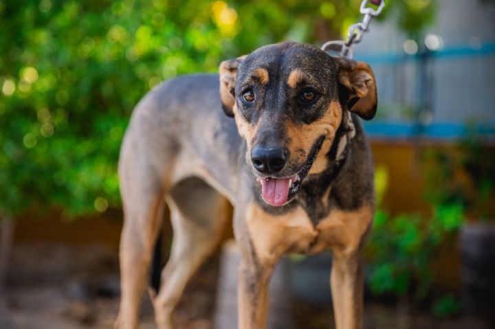 Coonhound shepherd store