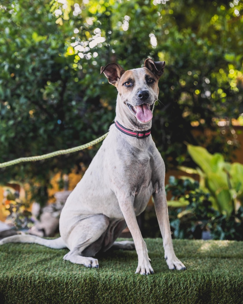 Nikki, an adoptable English Pointer, Catahoula Leopard Dog in Anacortes, WA, 98221 | Photo Image 1