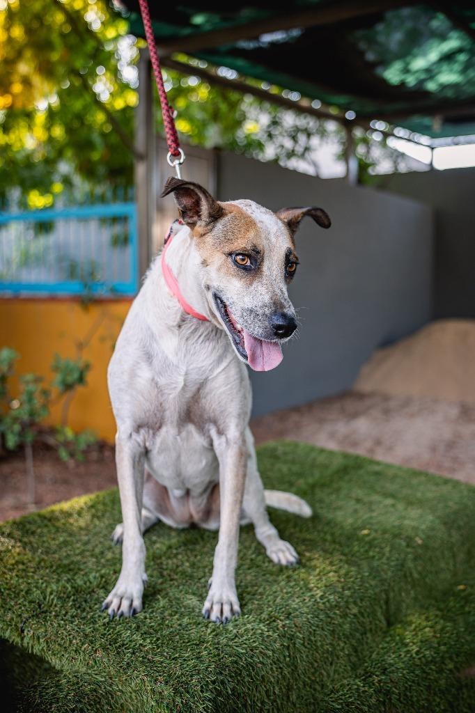 Nikki, an adoptable English Pointer, Carolina Dog in Anacortes, WA, 98221 | Photo Image 1