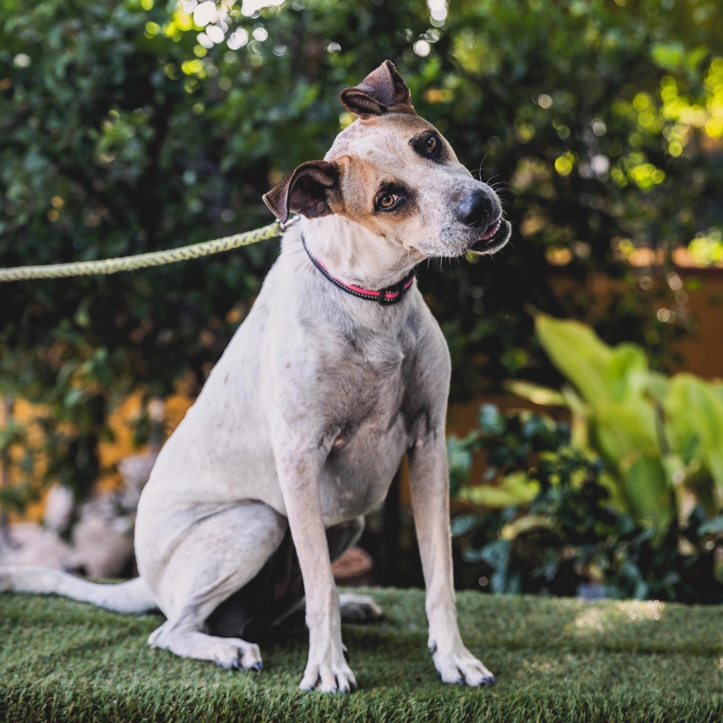 Nikki, an adoptable English Pointer, Catahoula Leopard Dog in Anacortes, WA, 98221 | Photo Image 2