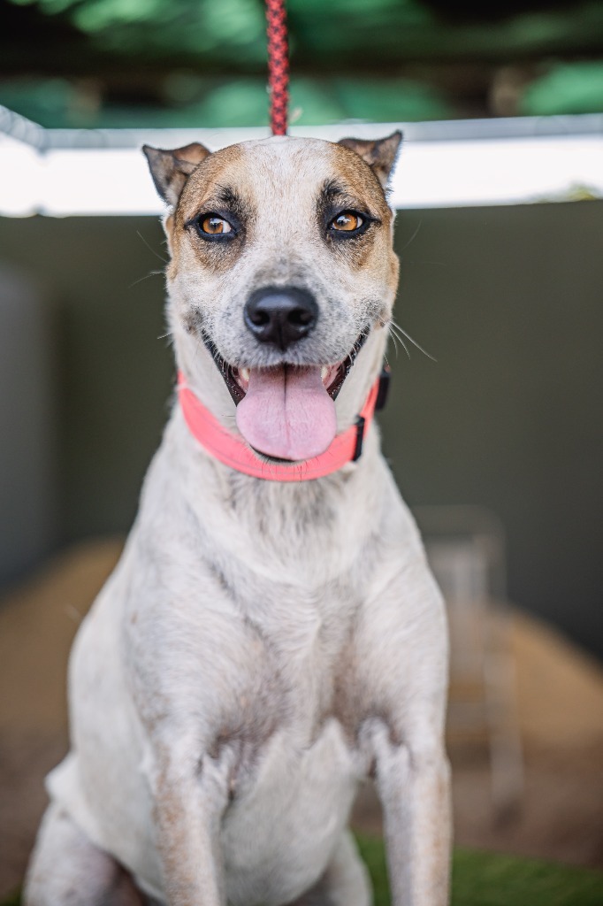 Nikki, an adoptable English Pointer, Carolina Dog in Anacortes, WA, 98221 | Photo Image 2