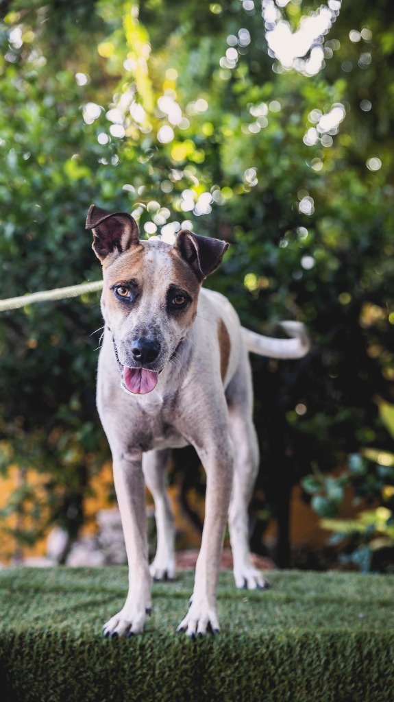 Nikki, an adoptable English Pointer, Catahoula Leopard Dog in Anacortes, WA, 98221 | Photo Image 3