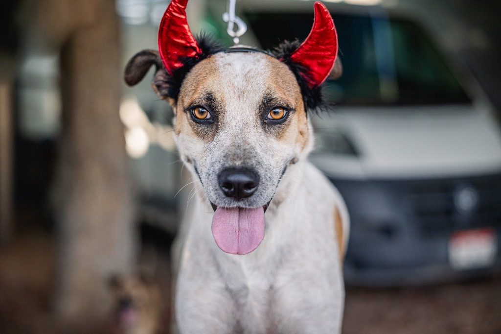Nikki, an adoptable English Pointer, Carolina Dog in Anacortes, WA, 98221 | Photo Image 3