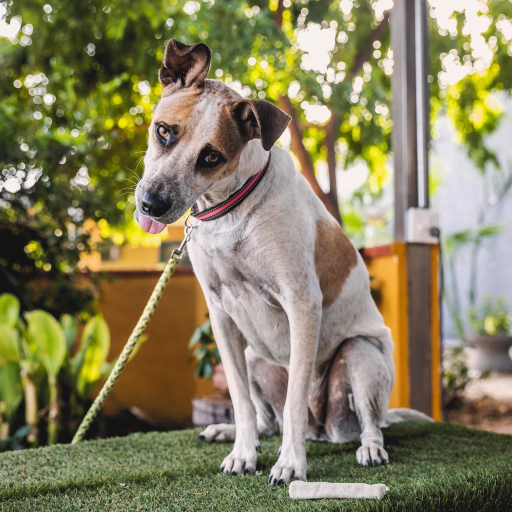 Nikki, an adoptable English Pointer, Catahoula Leopard Dog in Anacortes, WA, 98221 | Photo Image 4