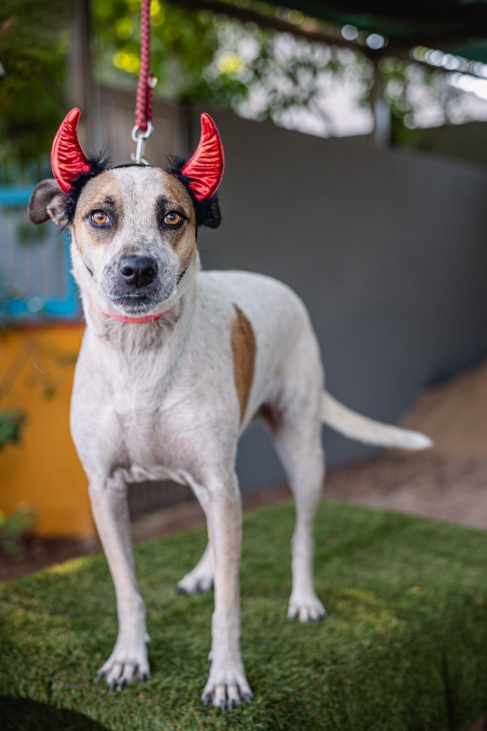 Nikki, an adoptable English Pointer, Carolina Dog in Anacortes, WA, 98221 | Photo Image 4