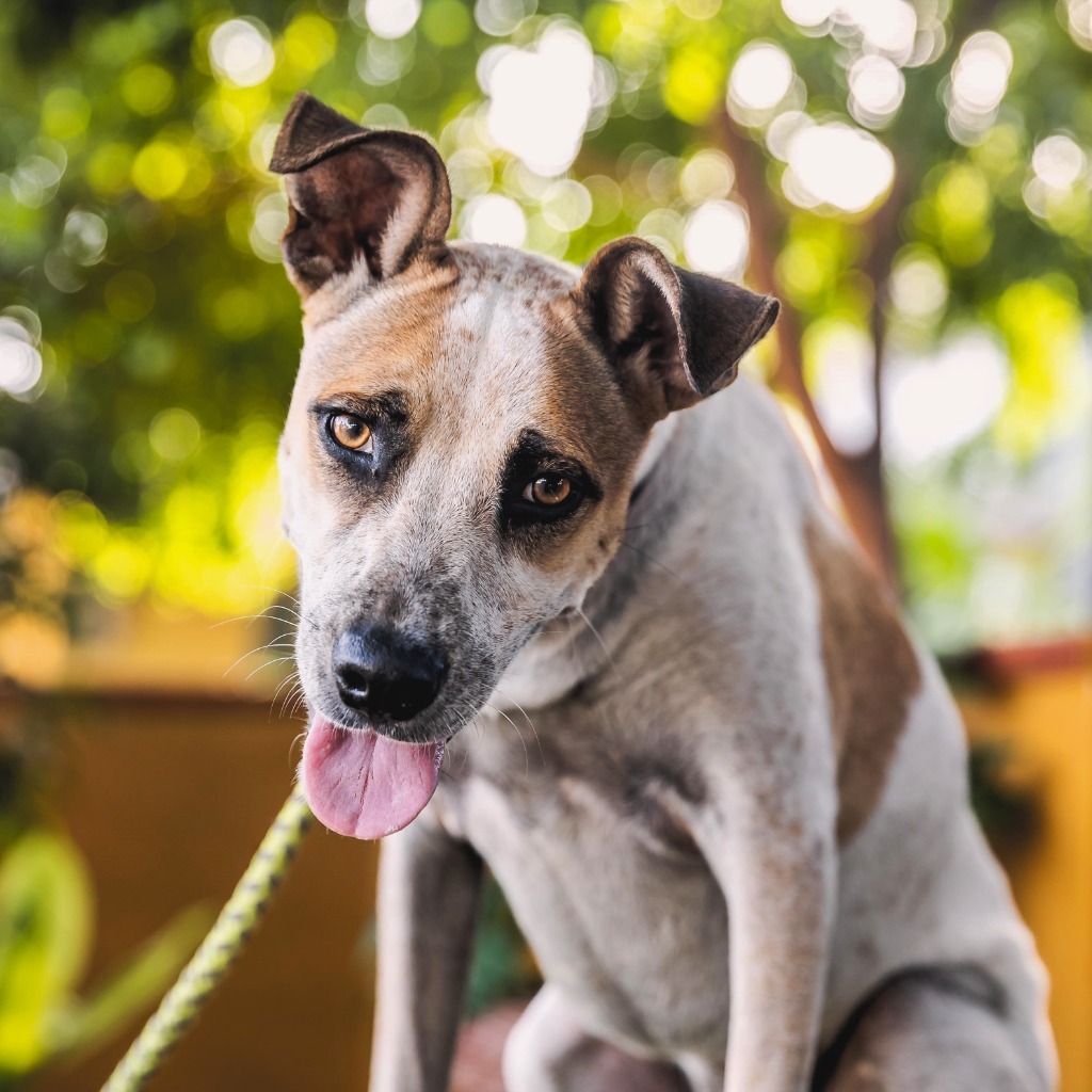 Nikki, an adoptable English Pointer, Catahoula Leopard Dog in Anacortes, WA, 98221 | Photo Image 5