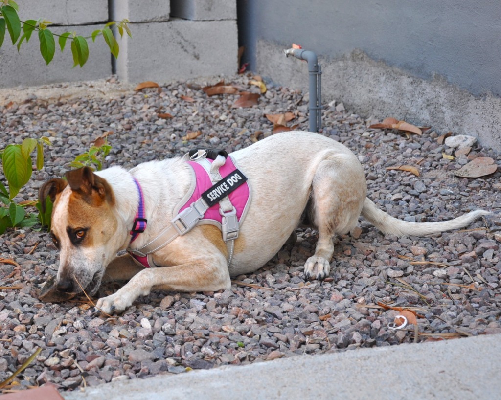 Nikki, an adoptable English Pointer, Catahoula Leopard Dog in Anacortes, WA, 98221 | Photo Image 6