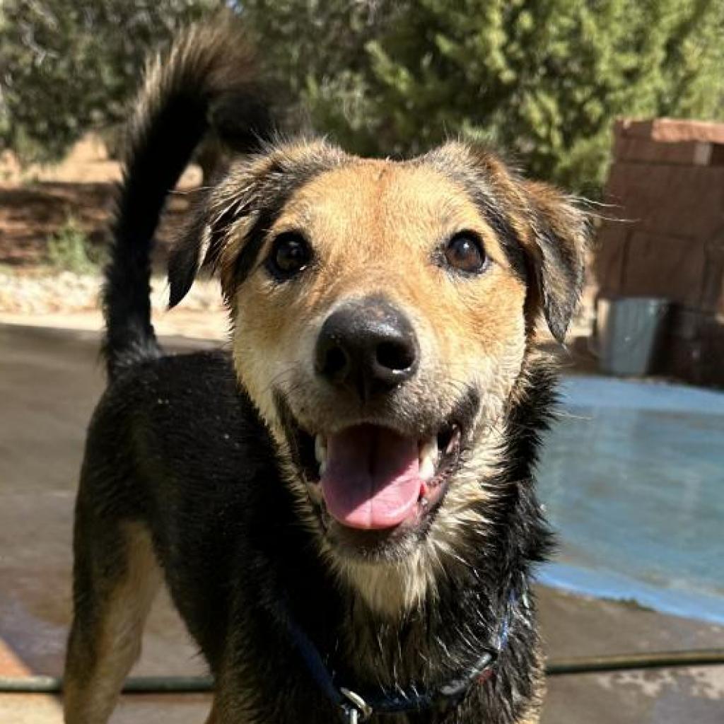 Rainbow, an adoptable German Shepherd Dog in Kanab, UT, 84741 | Photo Image 1