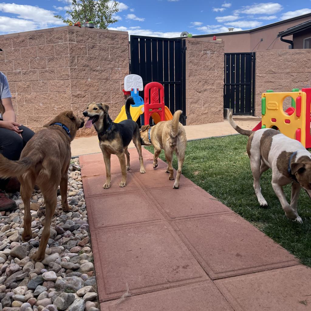 Rainbow, an adoptable German Shepherd Dog in Kanab, UT, 84741 | Photo Image 2