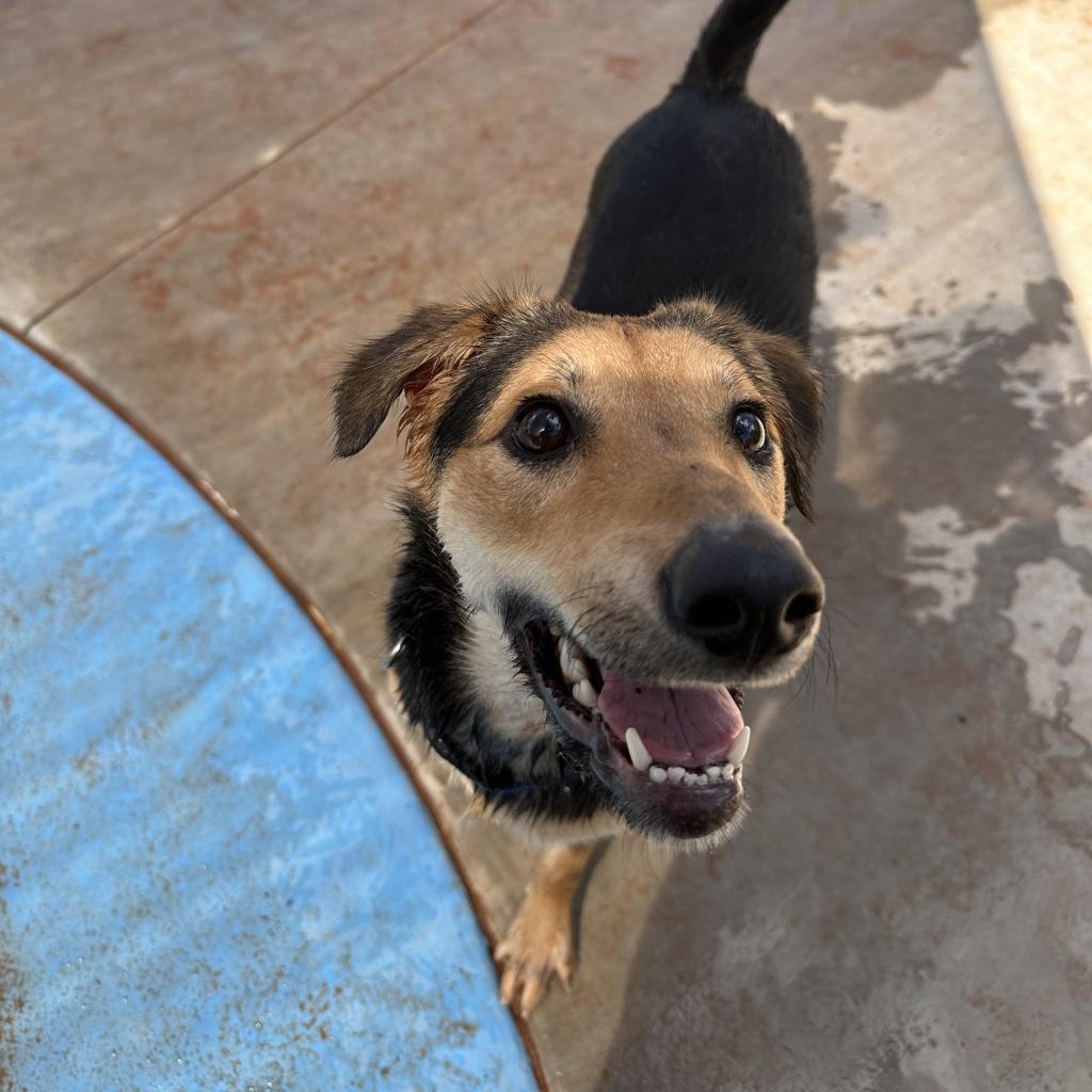 Rainbow, an adoptable German Shepherd Dog in Kanab, UT, 84741 | Photo Image 4