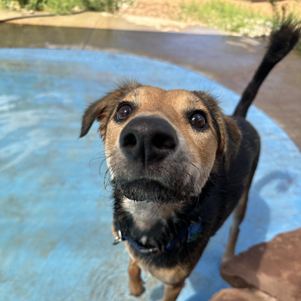 Rainbow, an adoptable German Shepherd Dog in Kanab, UT, 84741 | Photo Image 5