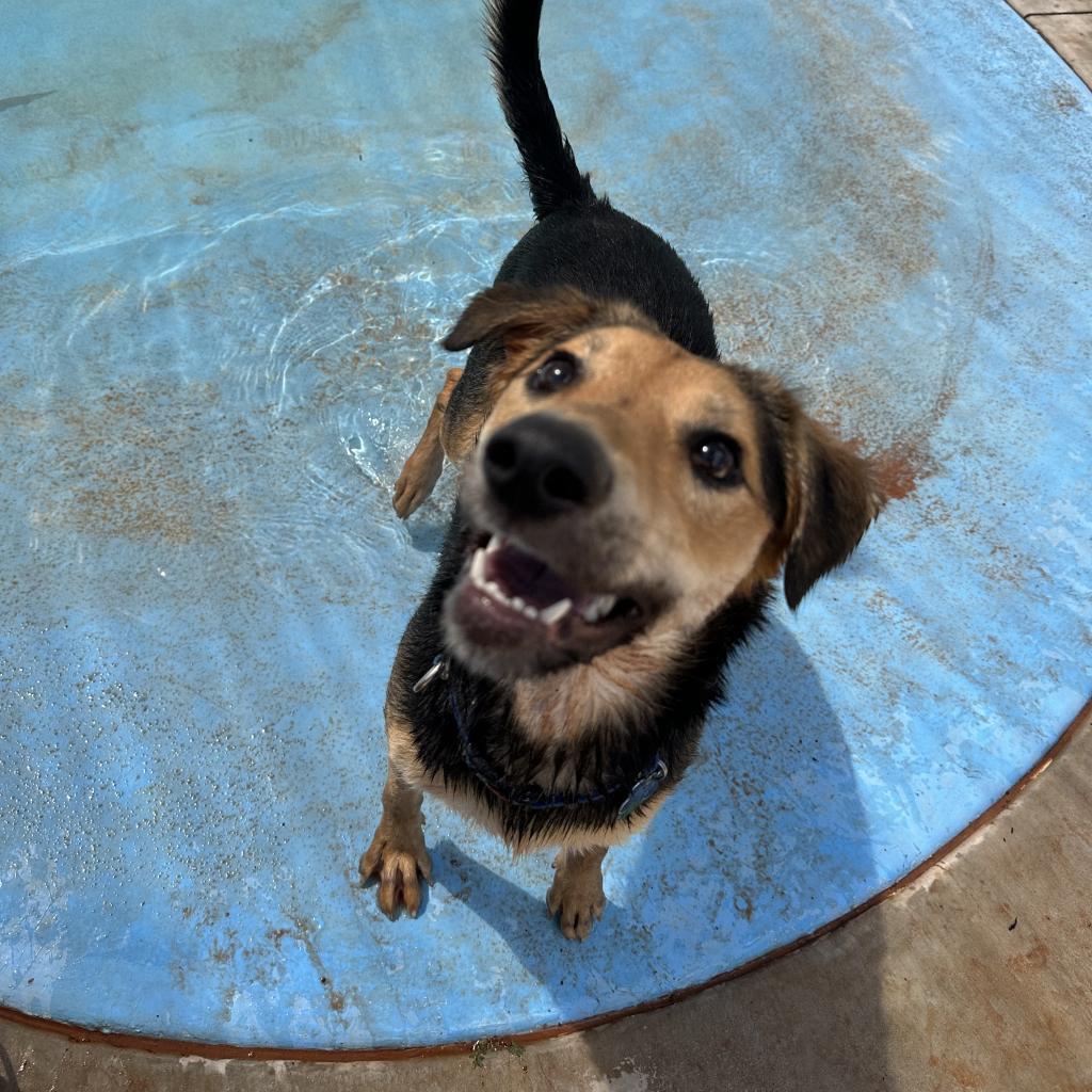 Rainbow, an adoptable German Shepherd Dog in Kanab, UT, 84741 | Photo Image 6