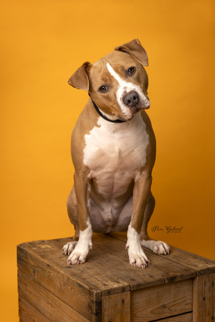 Zeus (Sponsored), an adoptable Terrier, Mixed Breed in Rhinelander, WI, 54501 | Photo Image 1