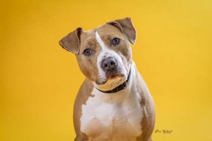Zeus (Sponsored), an adoptable Terrier, Mixed Breed in Rhinelander, WI, 54501 | Photo Image 2