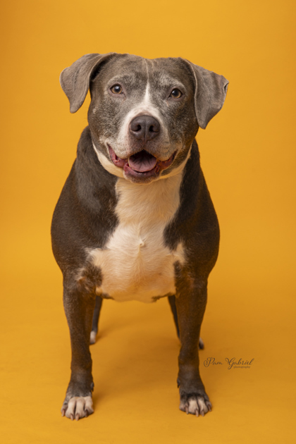 Pearli (sponsored), an adoptable Terrier, Mixed Breed in Rhinelander, WI, 54501 | Photo Image 1