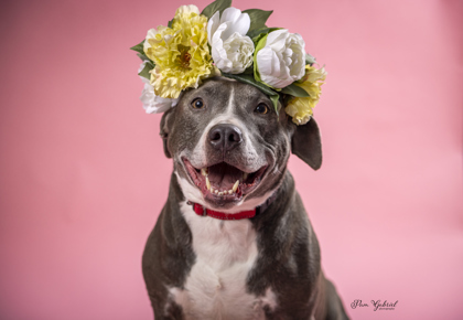 Pearli (sponsored), an adoptable Terrier, Mixed Breed in Rhinelander, WI, 54501 | Photo Image 2