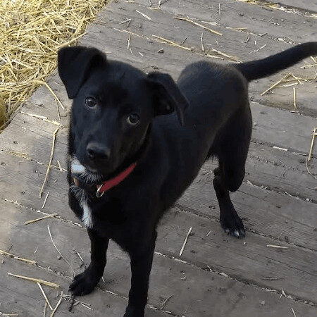 Whippet and lab store mix