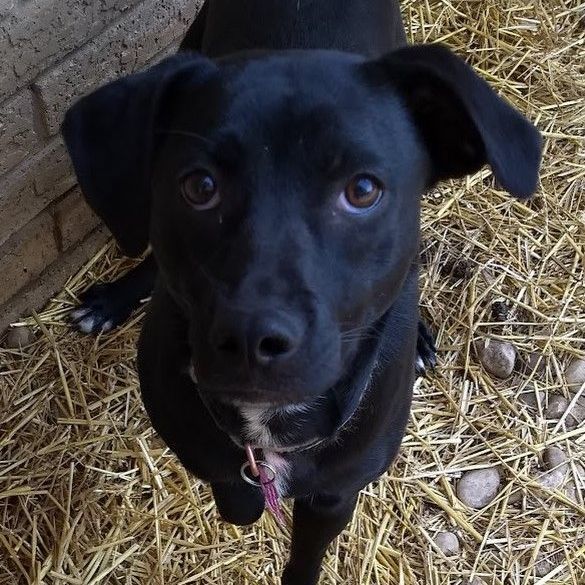 Chocolate lab best sale whippet mix