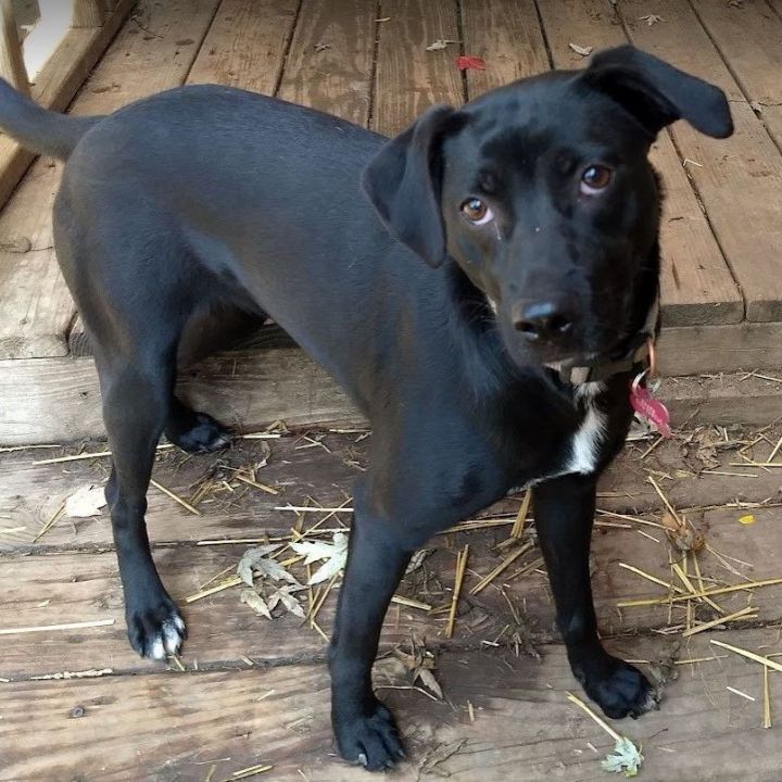 Black lab best sale whippet mix