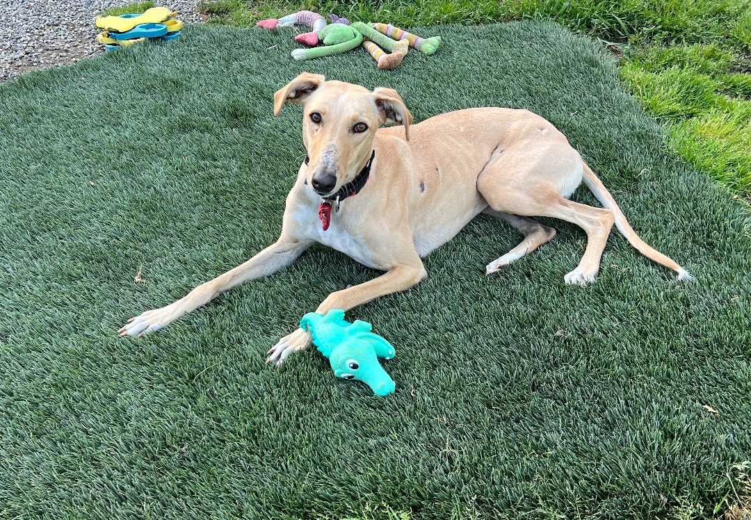 Carlie, an adoptable Greyhound, Saluki in Santa Rosa, CA, 95403 | Photo Image 1