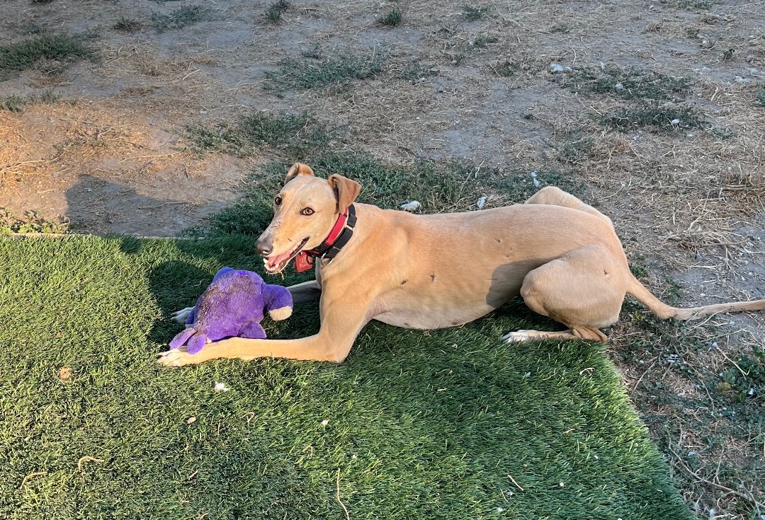Carlie, an adoptable Greyhound, Saluki in Santa Rosa, CA, 95403 | Photo Image 2