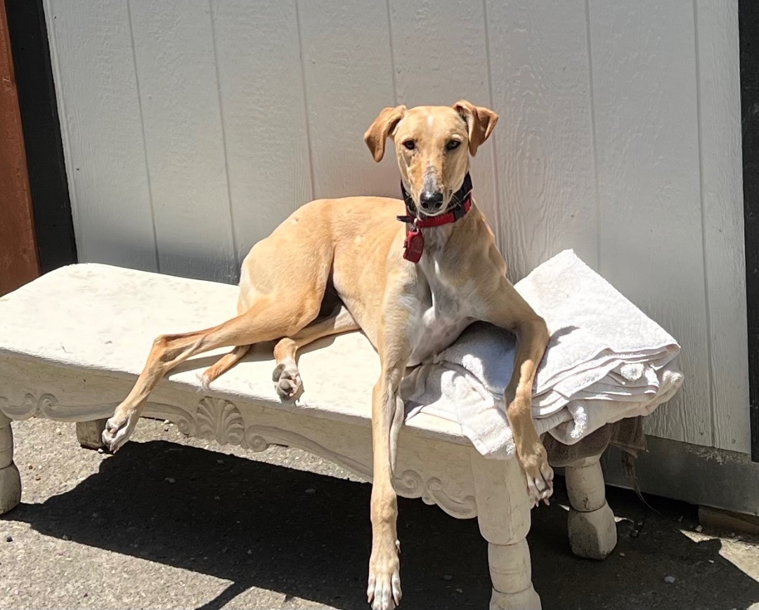 Carlie, an adoptable Greyhound, Saluki in Santa Rosa, CA, 95403 | Photo Image 3