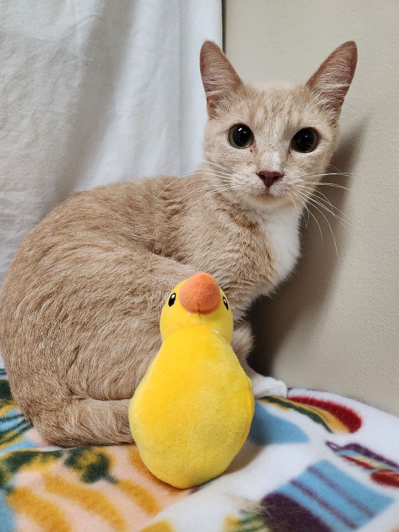 Cat for adoption Faith, a Domestic Short Hair in Hawk Point, MO