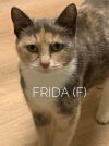 Frida