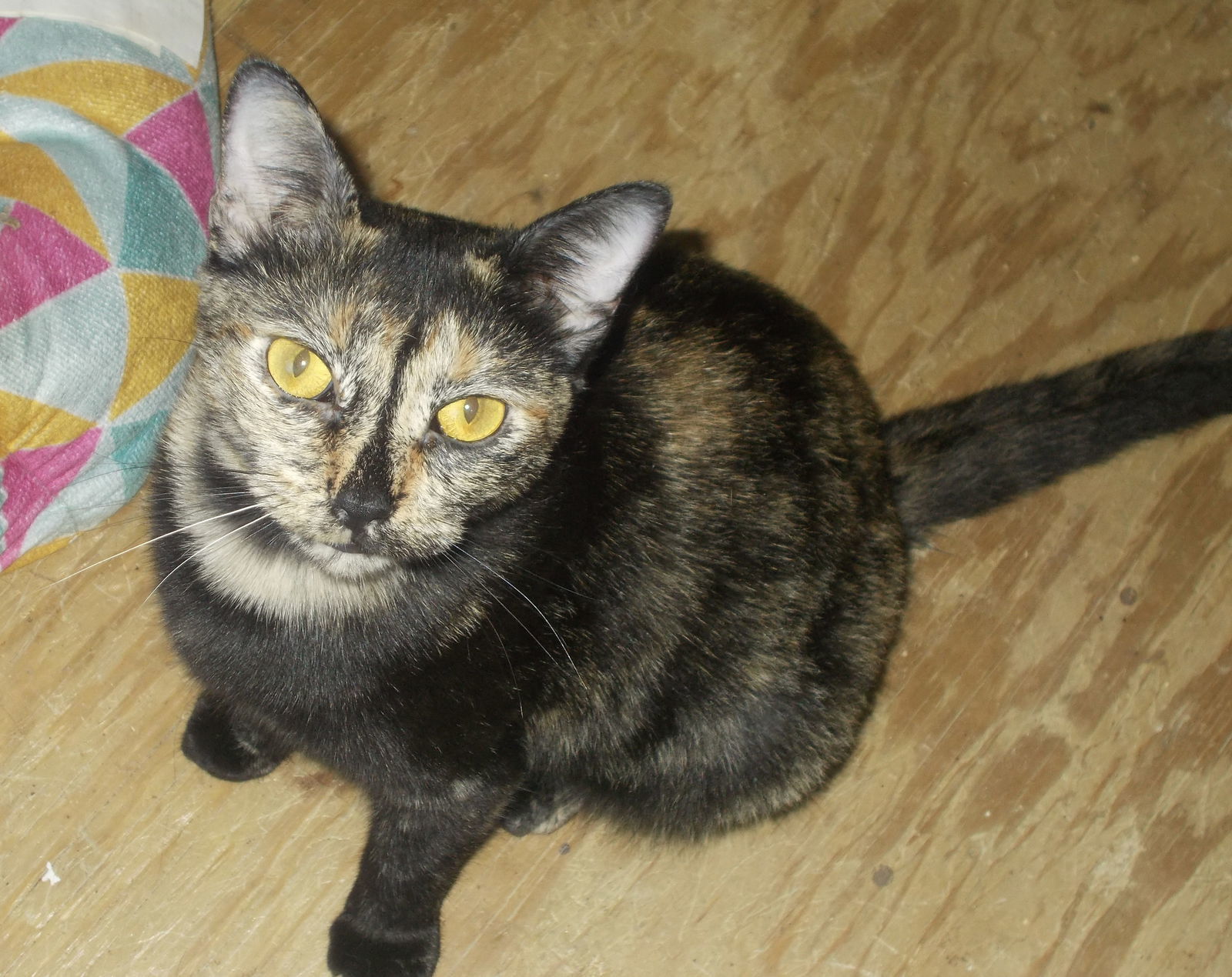 Petunia, an adoptable Tortoiseshell in Naples, FL, 34116 | Photo Image 1