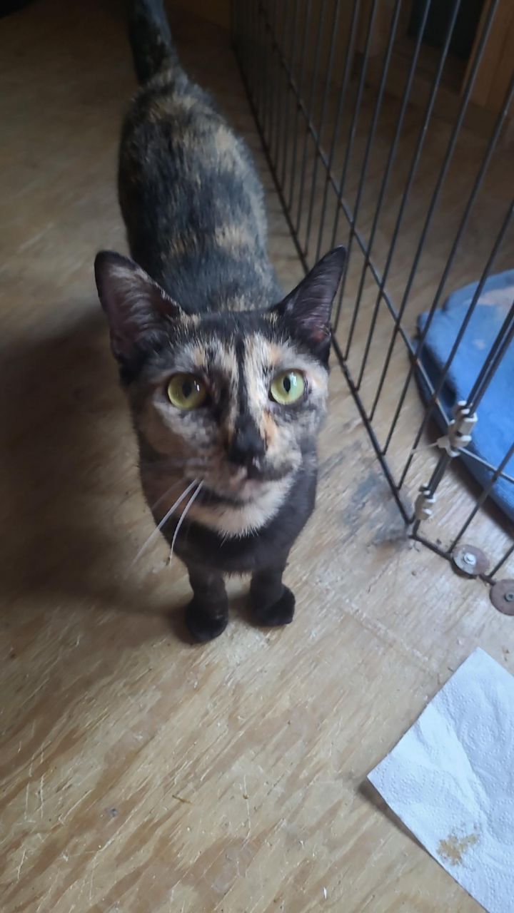 Petunia 2