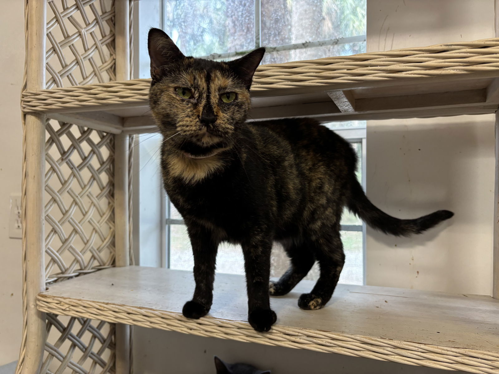 Petunia, an adoptable Tortoiseshell in Naples, FL, 34116 | Photo Image 3